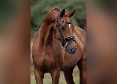 KWPN, Merrie, 5 Jaar, 168 cm, Bruin