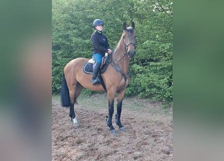 KWPN, Merrie, 5 Jaar, 168 cm, Bruin