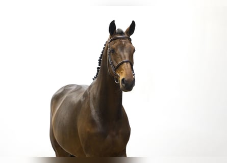 KWPN, Merrie, 5 Jaar, 168 cm, Bruin