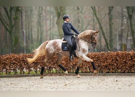 KWPN, Merrie, 5 Jaar, 168 cm, Gevlekt-paard