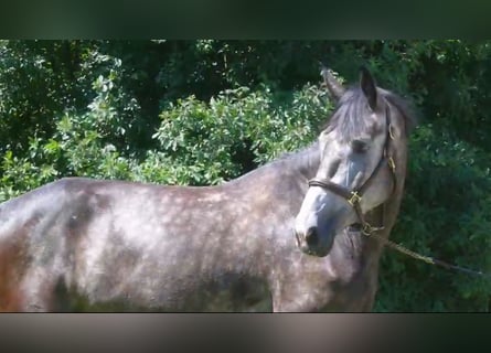 KWPN, Merrie, 5 Jaar, 168 cm