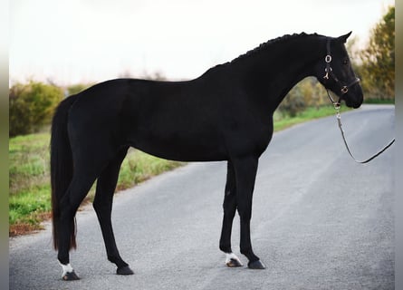 KWPN, Merrie, 5 Jaar, 168 cm, Zwart