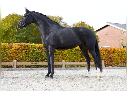 KWPN, Merrie, 5 Jaar, 168 cm, Zwartbruin