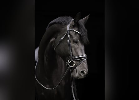 KWPN, Merrie, 5 Jaar, 169 cm, Zwart