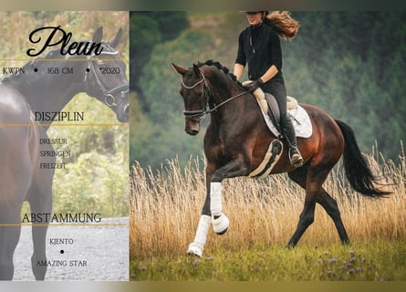 KWPN, Merrie, 5 Jaar, 169 cm, Zwartbruin