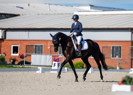 KWPN, Merrie, 5 Jaar, 170 cm, Zwart