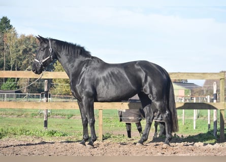 KWPN, Merrie, 5 Jaar, 170 cm, Zwart