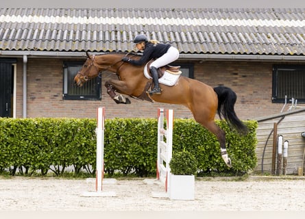 KWPN, Merrie, 5 Jaar, 171 cm, Bruin