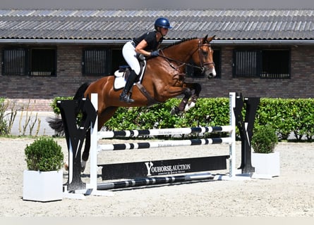 KWPN, Merrie, 5 Jaar, 171 cm, Bruin