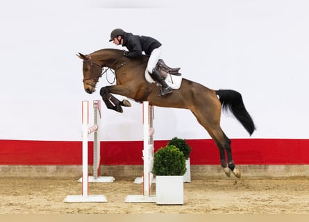 KWPN, Merrie, 5 Jaar, 172 cm, Bruin