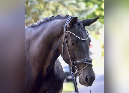 KWPN, Merrie, 5 Jaar, 172 cm, Zwart