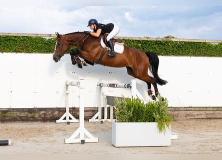 KWPN, Merrie, 5 Jaar, 173 cm, Bruin