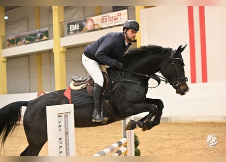 KWPN, Merrie, 5 Jaar, 173 cm, Donkerbruin