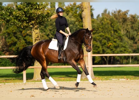 KWPN, Merrie, 5 Jaar, 173 cm, Roodbruin