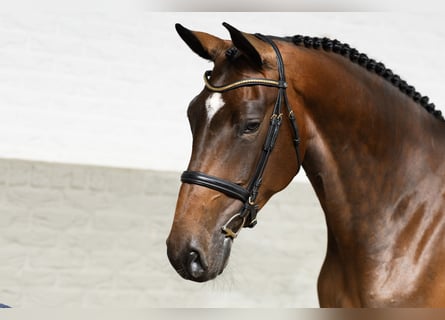 KWPN, Merrie, 5 Jaar, 173 cm