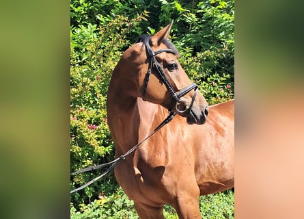 KWPN, Merrie, 5 Jaar, 174 cm, Bruin