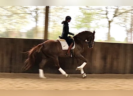 KWPN, Merrie, 5 Jaar, 175 cm, Vos