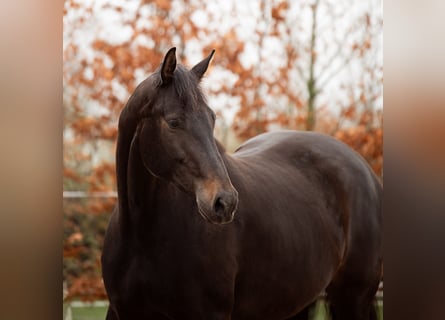 KWPN, Merrie, 5 Jaar, 175 cm, Zwartbruin