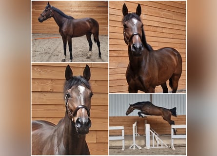 KWPN, Merrie, 5 Jaar, Donkerbruin