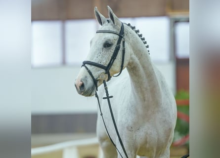 KWPN, Merrie, 5 Jaar, Schimmel