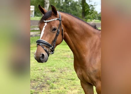 KWPN, Merrie, 6 Jaar, 150 cm, Bruin