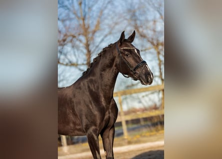 KWPN Mix, Merrie, 6 Jaar, 154 cm, Donkere-vos