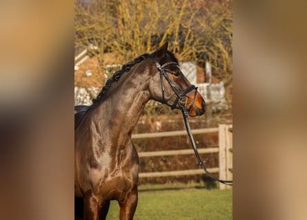 KWPN, Merrie, 6 Jaar, 162 cm, Donkerbruin