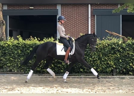 KWPN, Merrie, 6 Jaar, 165 cm, Zwart