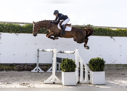 KWPN, Merrie, 6 Jaar, 166 cm