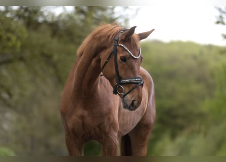 KWPN, Merrie, 6 Jaar, 167 cm, Vos