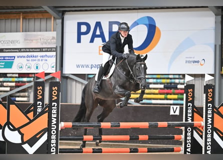 KWPN, Merrie, 6 Jaar, 167 cm, Zwart