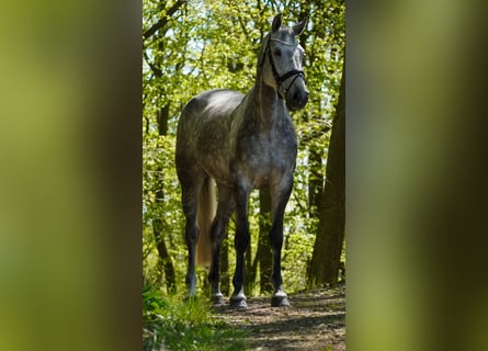 KWPN, Merrie, 6 Jaar, 167 cm, Zwartschimmel