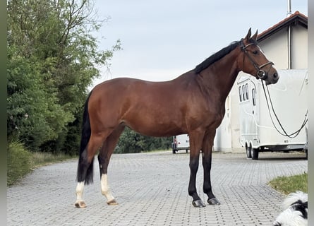 KWPN, Merrie, 6 Jaar, 168 cm, Bruin