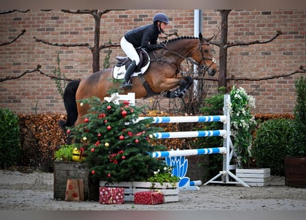 KWPN, Merrie, 6 Jaar, 168 cm, Donkerbruin