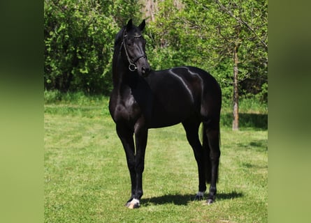 KWPN, Merrie, 6 Jaar, 168 cm, Zwart
