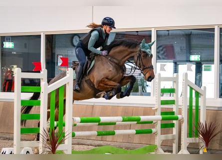 KWPN, Merrie, 6 Jaar, 169 cm, Bruin