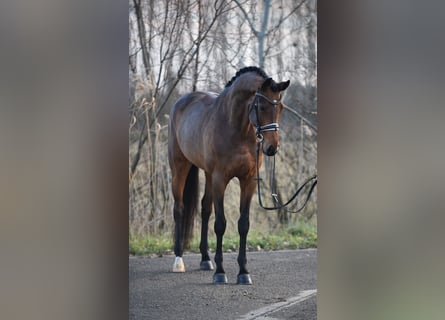 KWPN, Merrie, 6 Jaar, 169 cm, Roodbruin