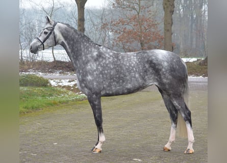 KWPN, Merrie, 6 Jaar, 169 cm, Schimmel