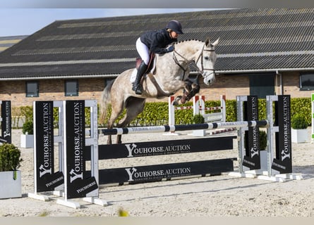 KWPN, Merrie, 6 Jaar, 170 cm, Appelschimmel