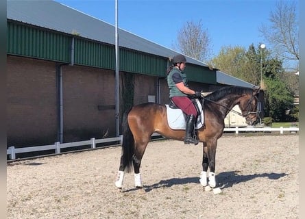 KWPN, Merrie, 6 Jaar, 170 cm, Bruin