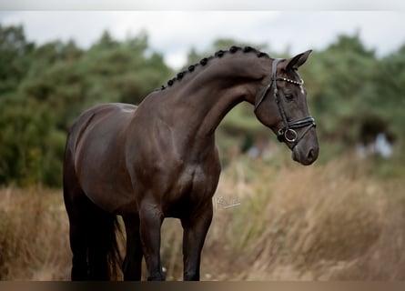 KWPN, Merrie, 6 Jaar, 170 cm, Zwart