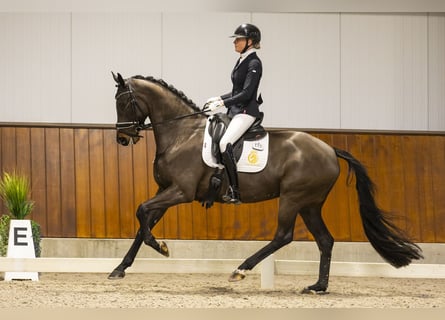 KWPN, Merrie, 6 Jaar, 171 cm, Donkerbruin