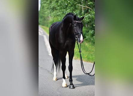KWPN, Merrie, 6 Jaar, 171 cm, Zwart