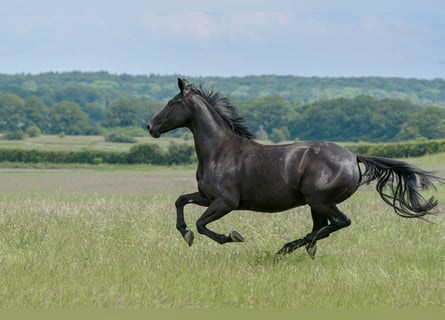 KWPN, Merrie, 6 Jaar, 172 cm, Zwart