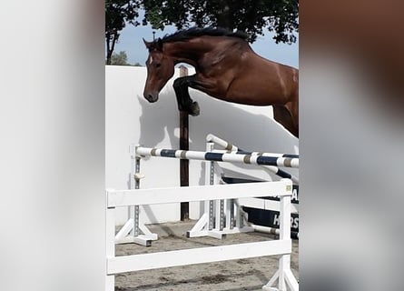 KWPN, Merrie, 6 Jaar, 173 cm, Roodbruin