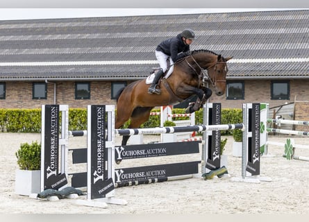 KWPN, Merrie, 6 Jaar, 174 cm, Donkerbruin