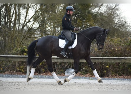 KWPN, Merrie, 6 Jaar, 175 cm, Donkerbruin