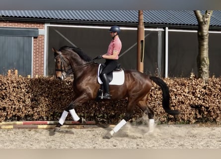 KWPN, Merrie, 6 Jaar, 176 cm, Donkerbruin