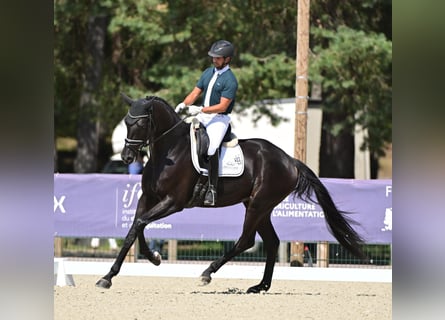 KWPN, Merrie, 6 Jaar, 178 cm, Zwart