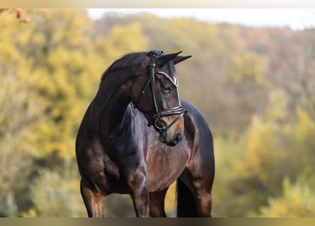 KWPN, Merrie, 7 Jaar, 160 cm, Donkerbruin